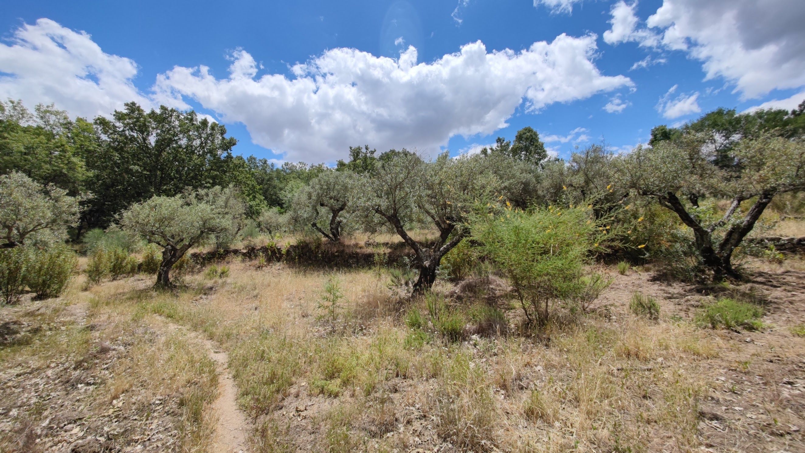 Finca de 2,1 ha en Valverde de la Vera, con pozo y proyecto residencial